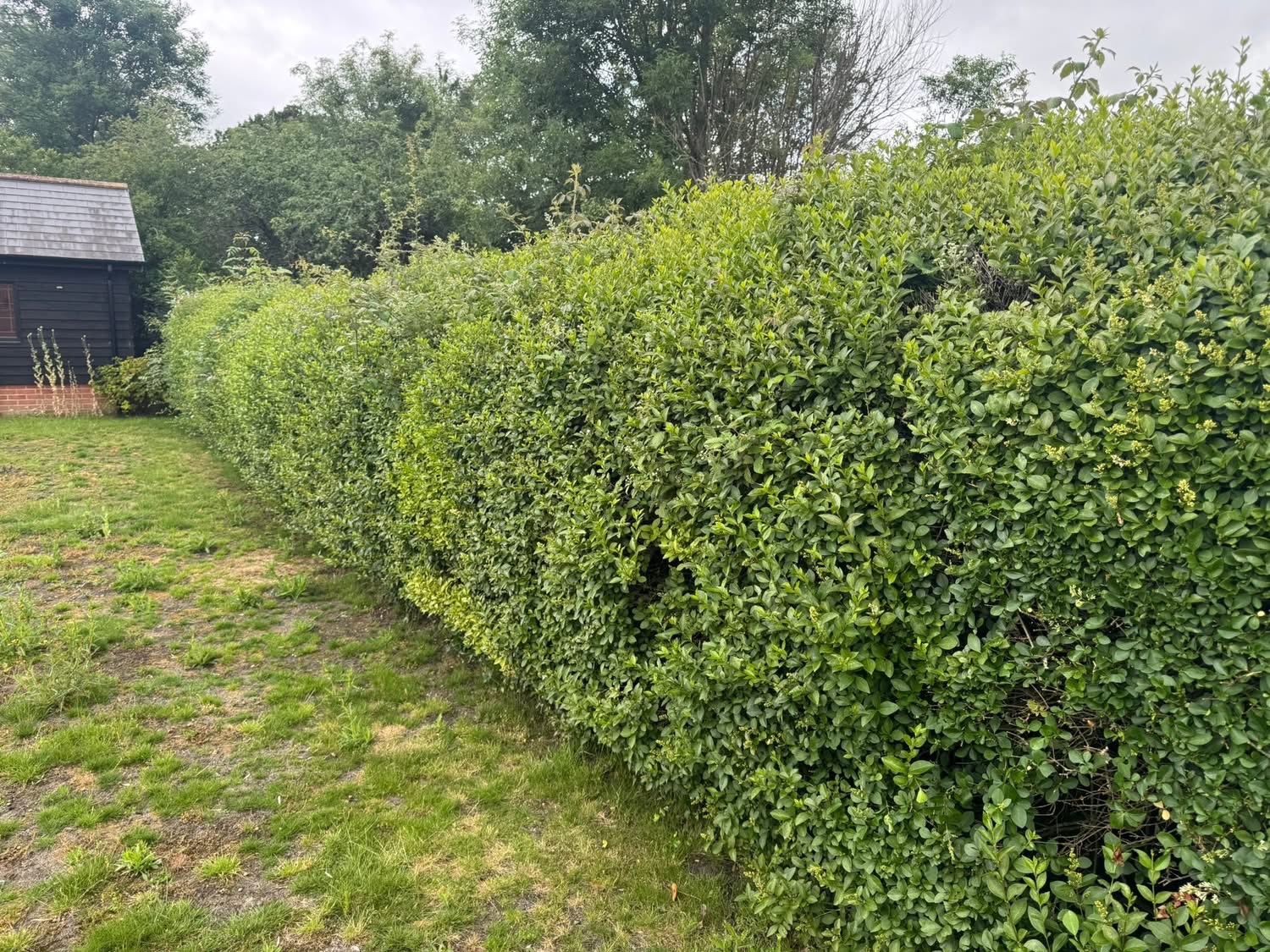 Hedge trimming and maintenance  - before