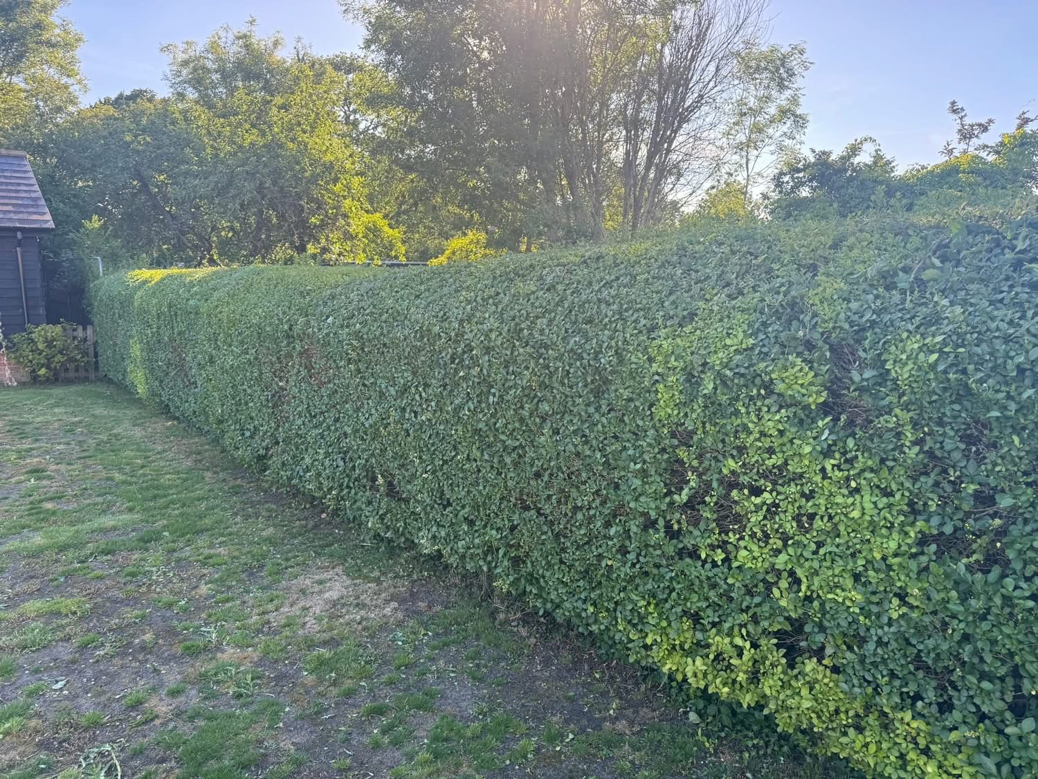 Hedge trimming and maintenance  - after